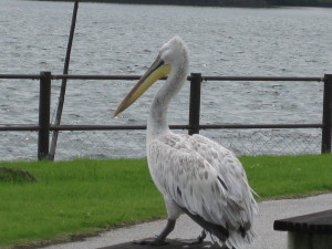 IMG_0054.JPG